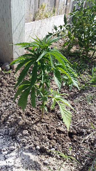 plant7.jpg