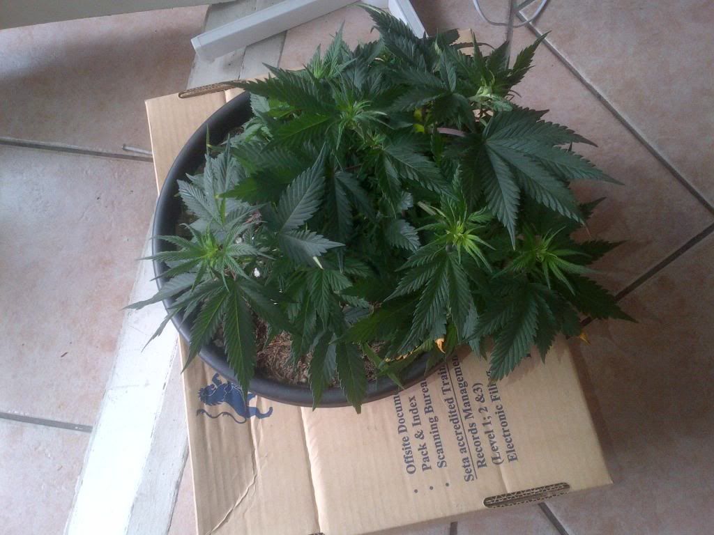 day2054201020male.jpg