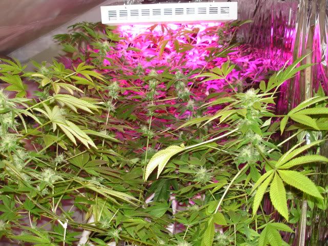 DSC03437.jpg