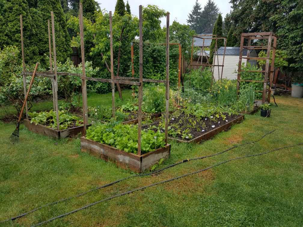 5242021garden.jpg