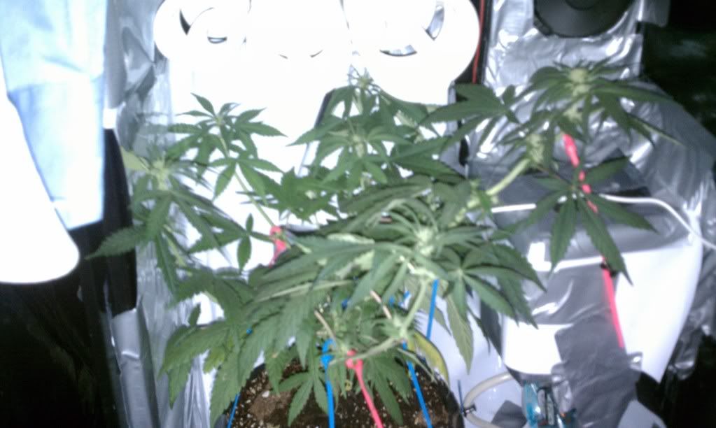 IMAG0047.jpg
