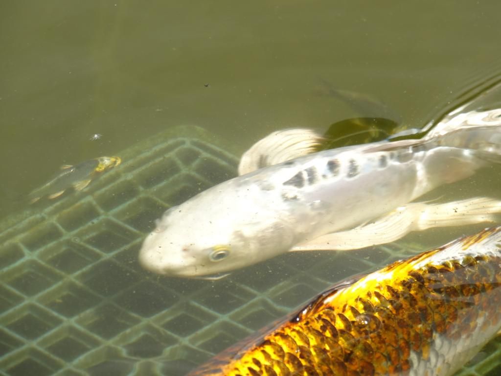 DSC04654_zpsb57b1312.jpg