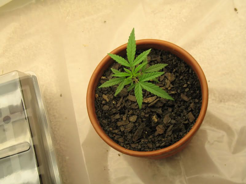 grow1126.jpg