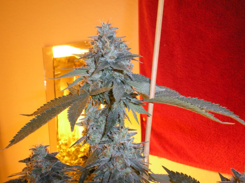 DSCN2218.jpg