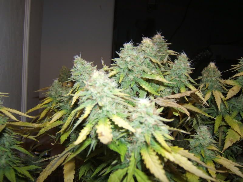 DSCF2671.jpg