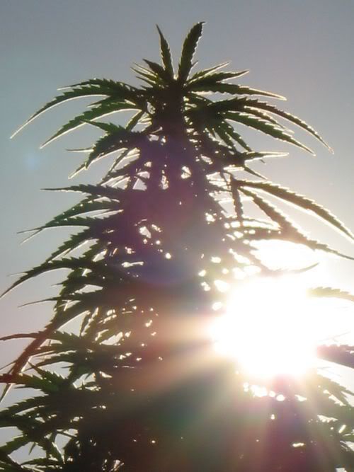sunset.jpg