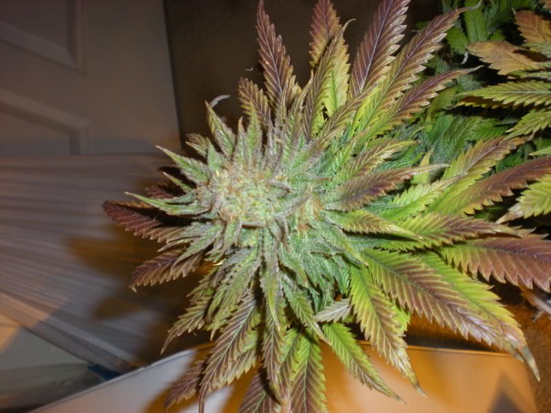 plants255.jpg