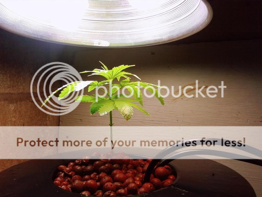 plant1.jpg