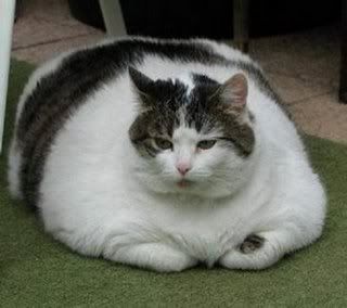 CatFat_1.jpg
