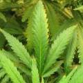 medium_cannabis-nutrient-burn.jpg