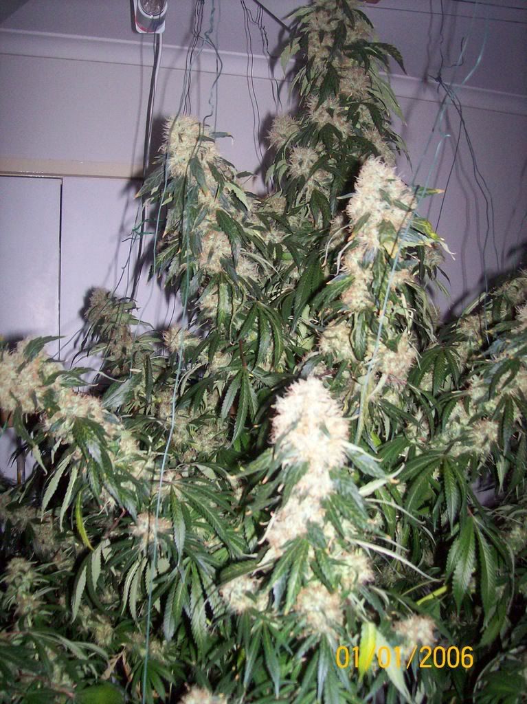 Plants019.jpg