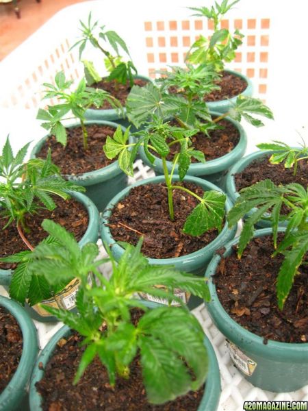 BB_CC_Clones_Sep18_049.jpg