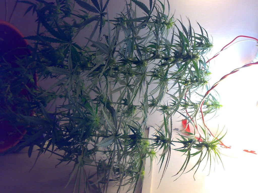 09032009662.jpg
