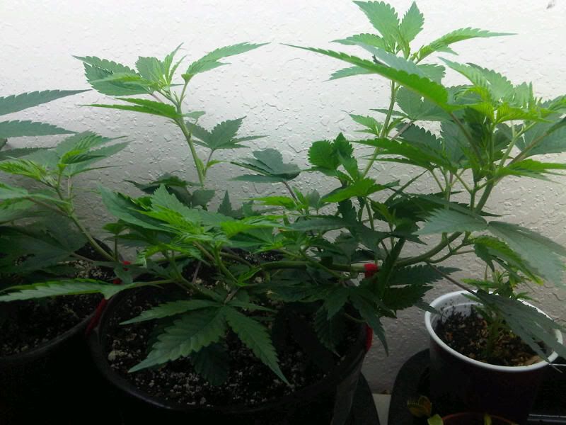 IMG00133-20110722-22241.jpg