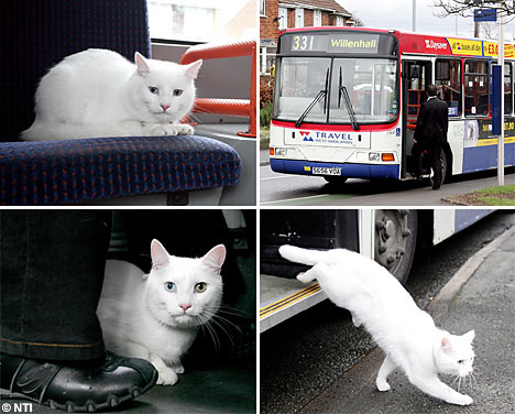 TravelingCatNTI_468x376.jpg