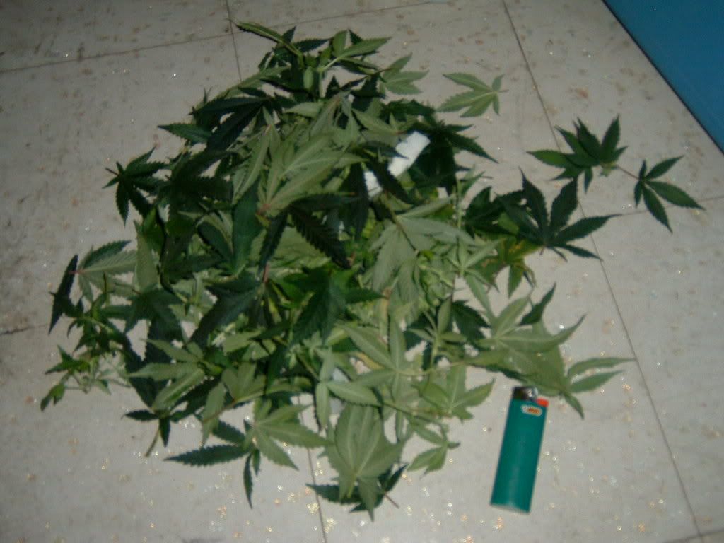 DSCF0010-4.jpg