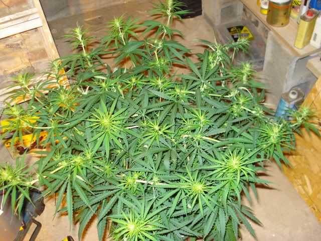 TSSLifeofPlant022.jpg