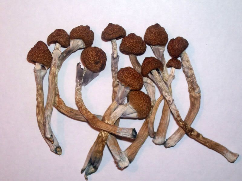 800px-DriedPcubensis2.jpg