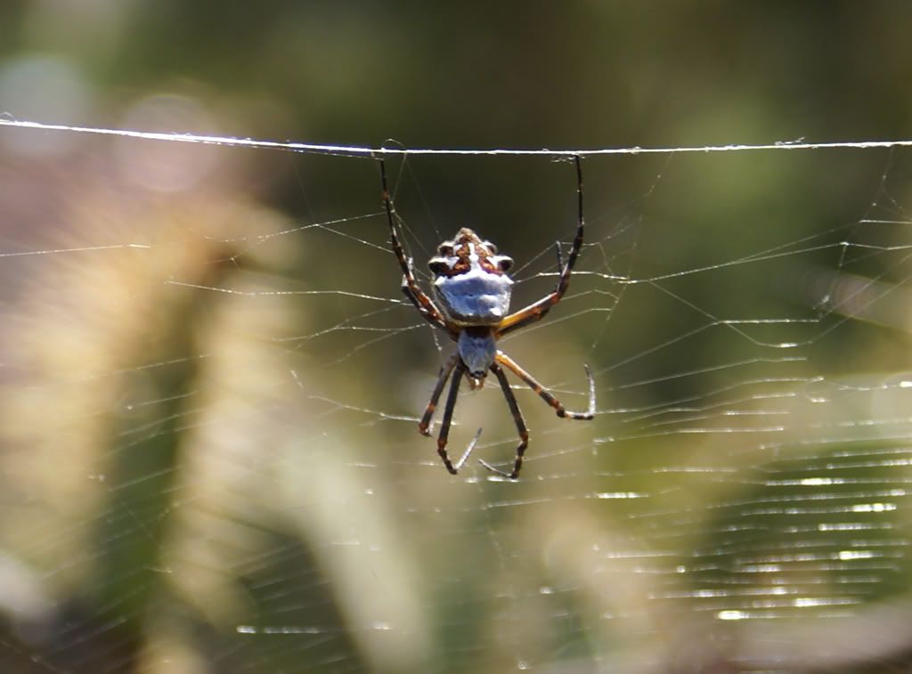 spider1.jpg