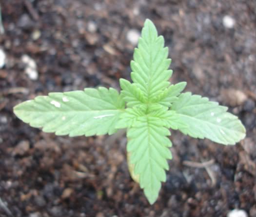 leafspot.jpg