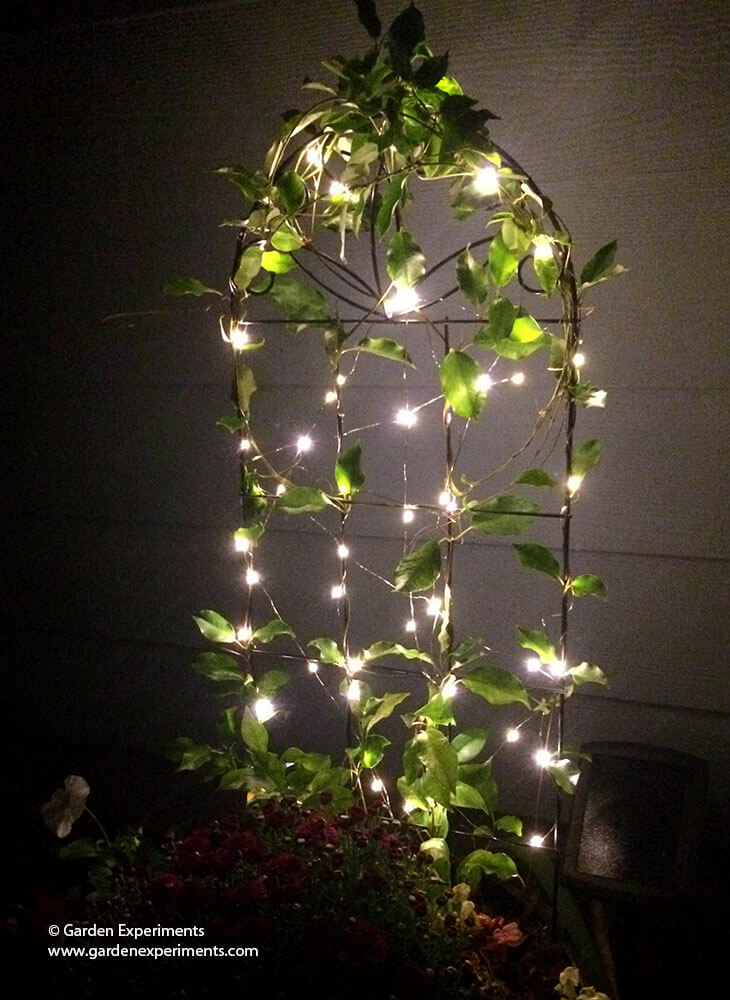 trellis-lights-lit.jpg