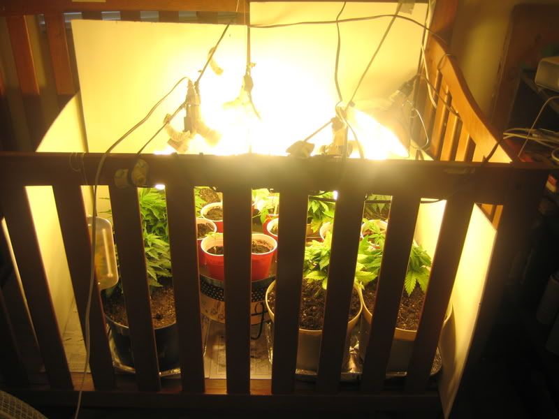 plants031.jpg