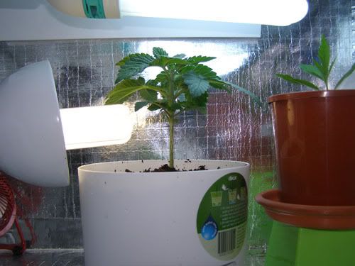 Repot25weeks.jpg