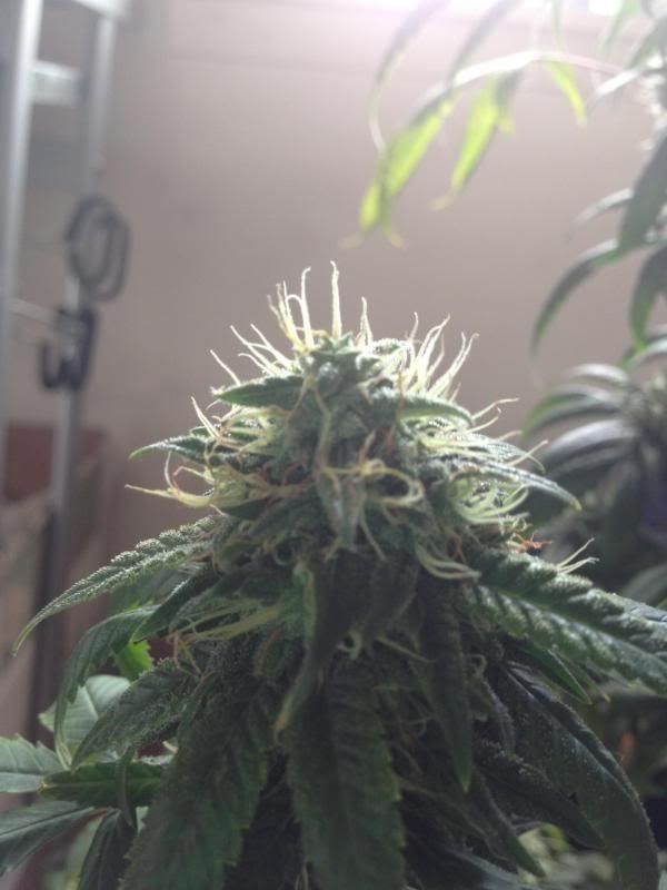 image_zpsf20cbe67.jpg