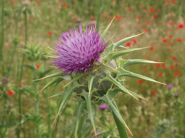 silybum_marianum1.jpg