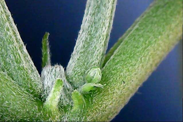 male-preflower-with-two-pistils.jpg