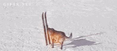 VrQfFcO.gif
