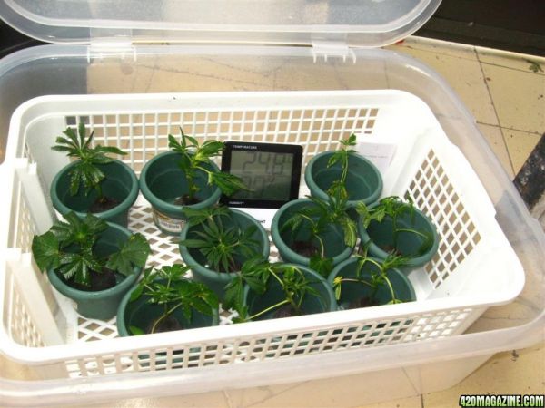 BB_CC_Grow_Update_Sep_13_035.jpg