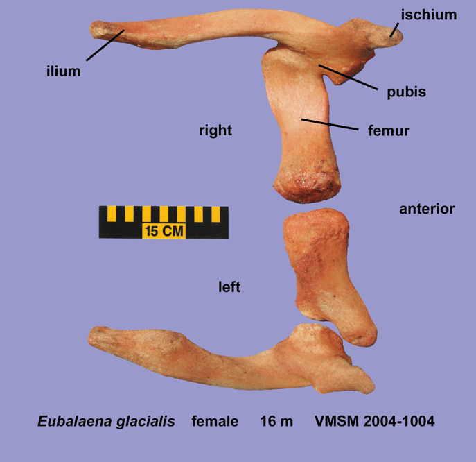 VMSM-2004-1004.gif