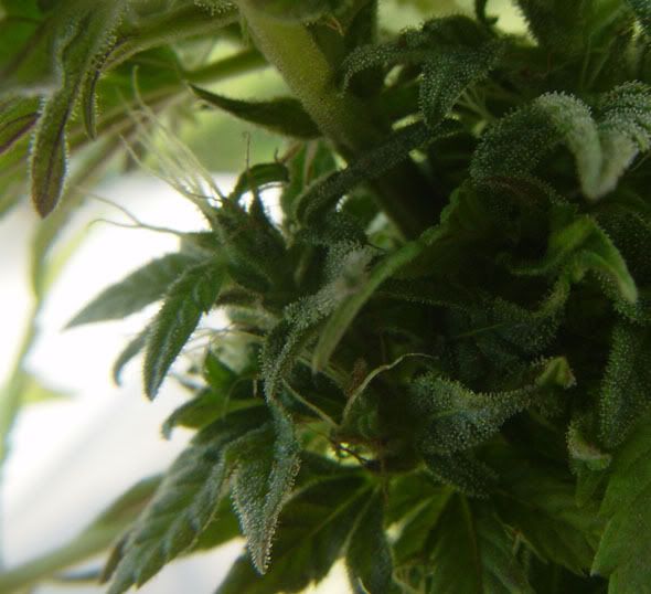 trichomes2.jpg