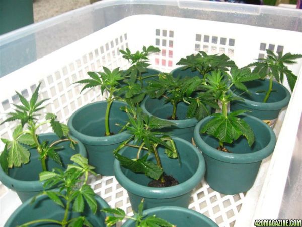 BB_CC_Clones_Sep18_005.jpg