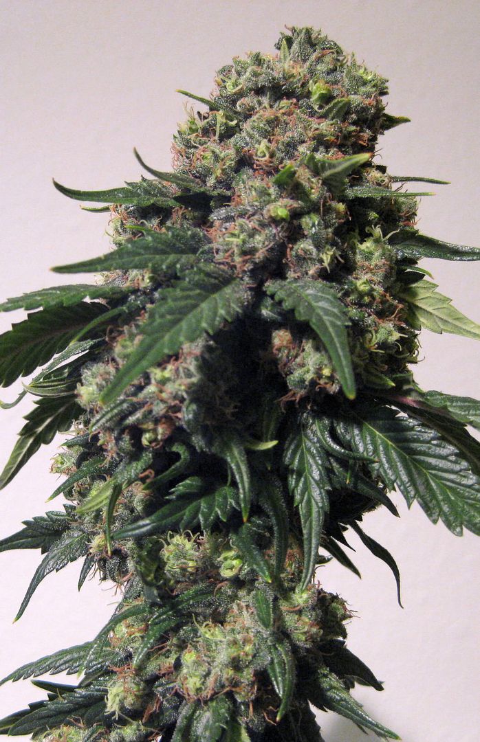 bud-blood-experiences-rollitup