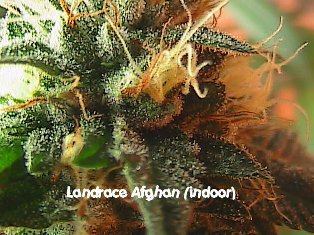 6-21-09041.jpg