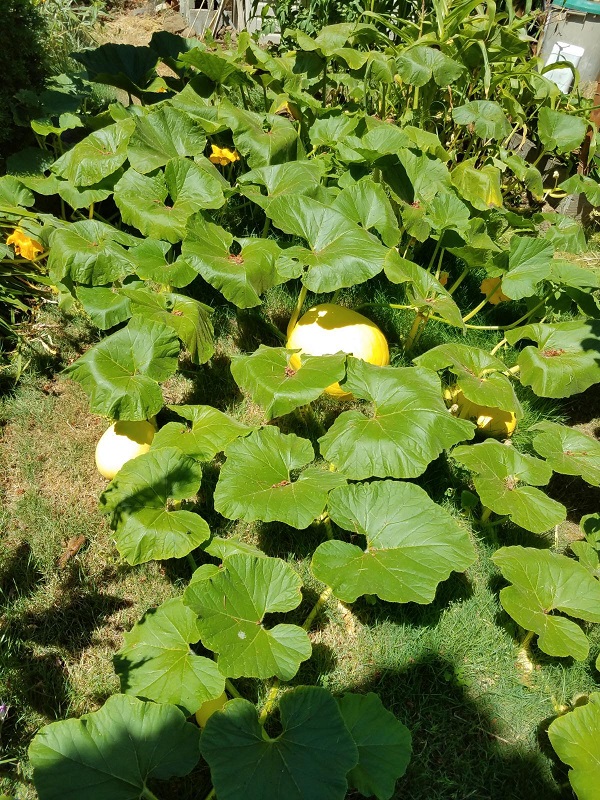 pumpkin2f.jpg