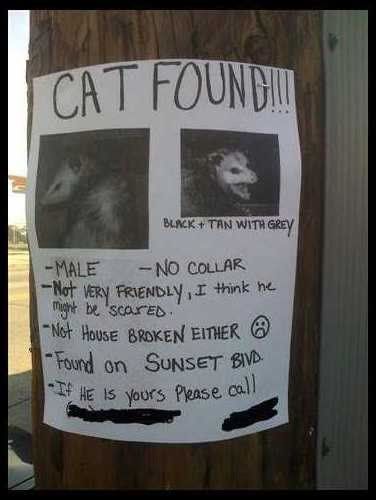 _____sign___cat_found_in_la.jpg