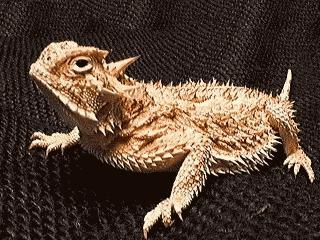 horny+toad.jpg