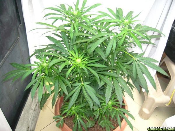 BB_CC_Grow_Update_Sep_13_32_.jpg