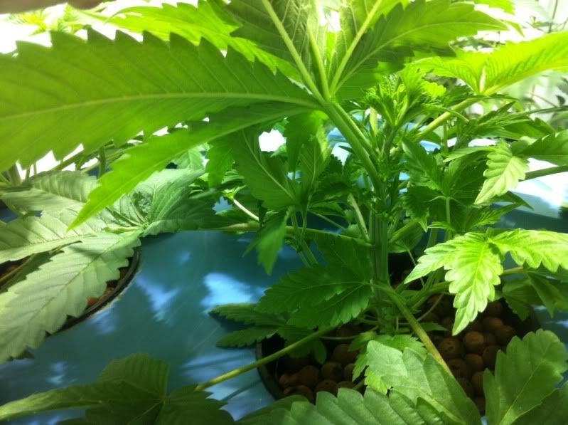 plant3inside.jpg