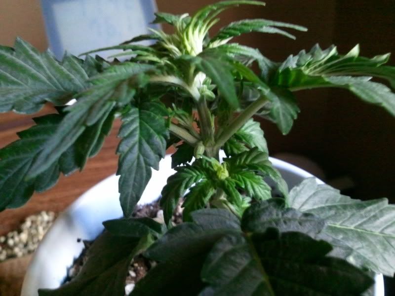 2012-01-17131550.jpg
