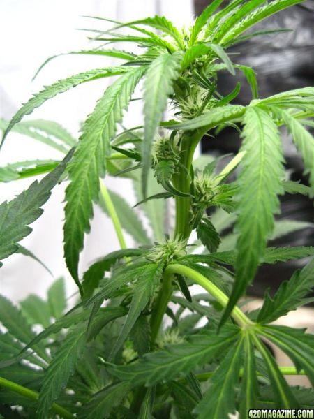 BB_CC_Grow_Update_Sep_13_41_.jpg