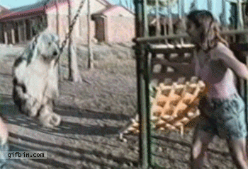 1302114395_dog-in-swing.gif