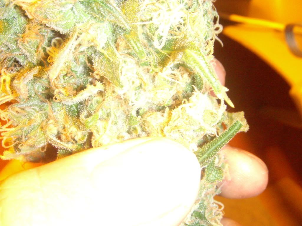 DSCN1041.jpg