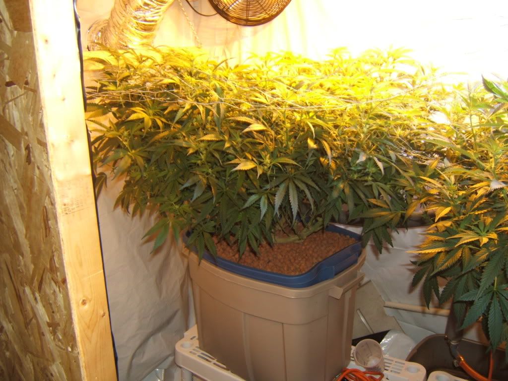 FlowerDay11Pro.jpg