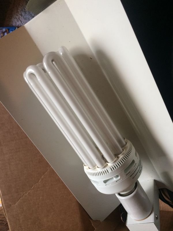 CFL_125_W_2.jpg