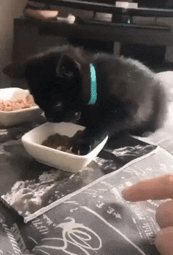 gifs_11.gif