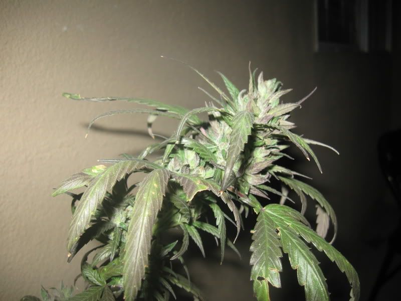 When Should I Harvest Rep Pics Rollitup